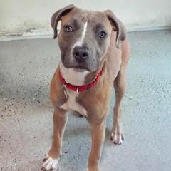 Honey, Baby Female American Staffordshire Terrier