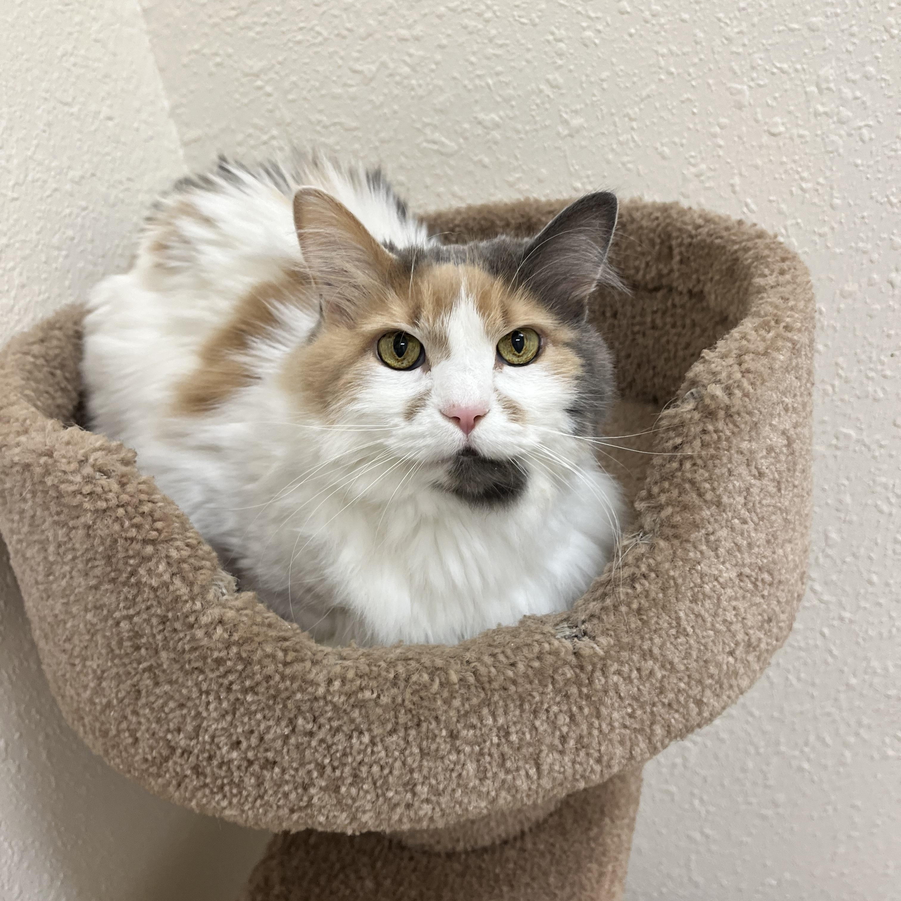 Enlarge Eloise, a Adoptable Domestic Long Hair in Red Wing, MN image 4/5