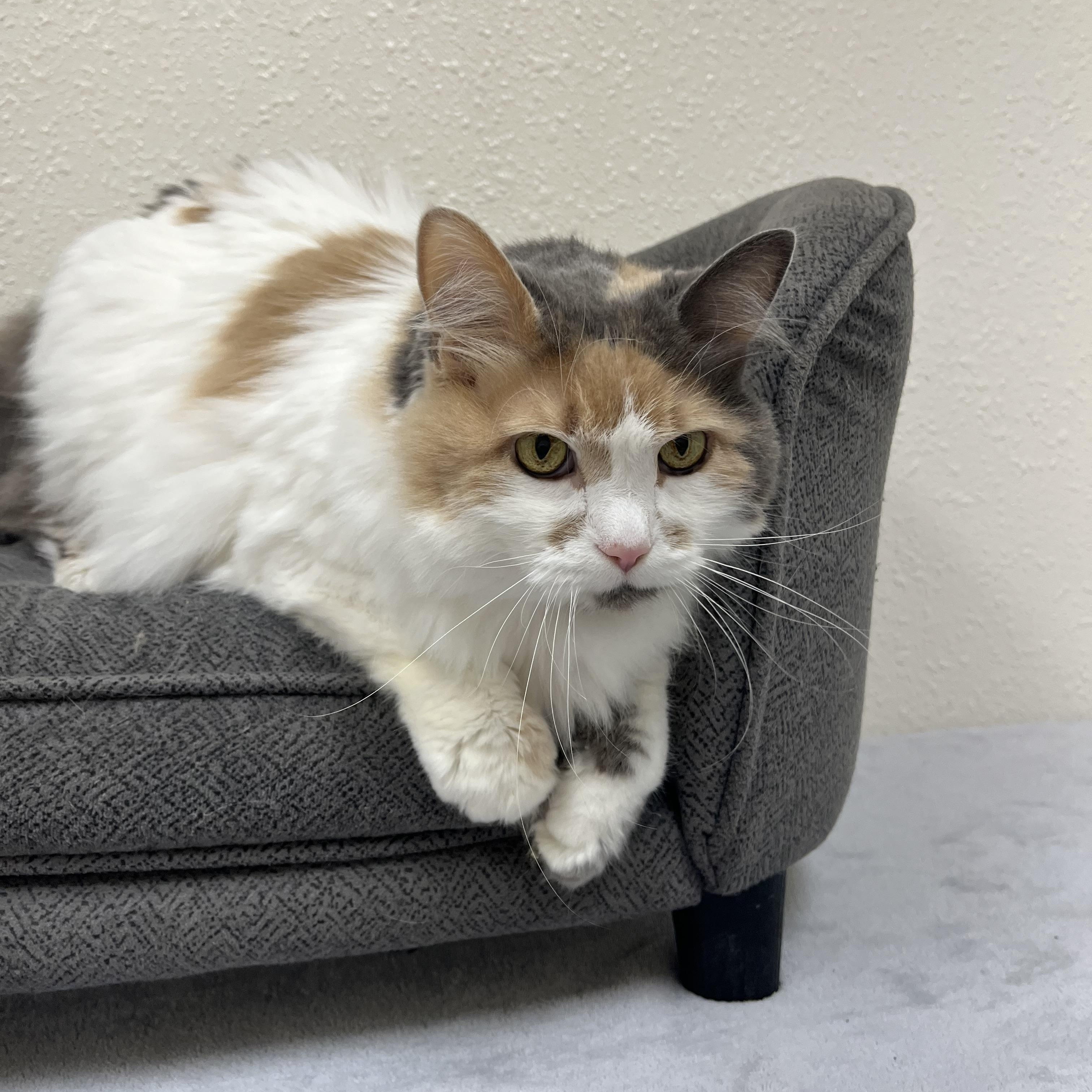 Enlarge Eloise, a Adoptable Domestic Long Hair in Red Wing, MN image 3/5