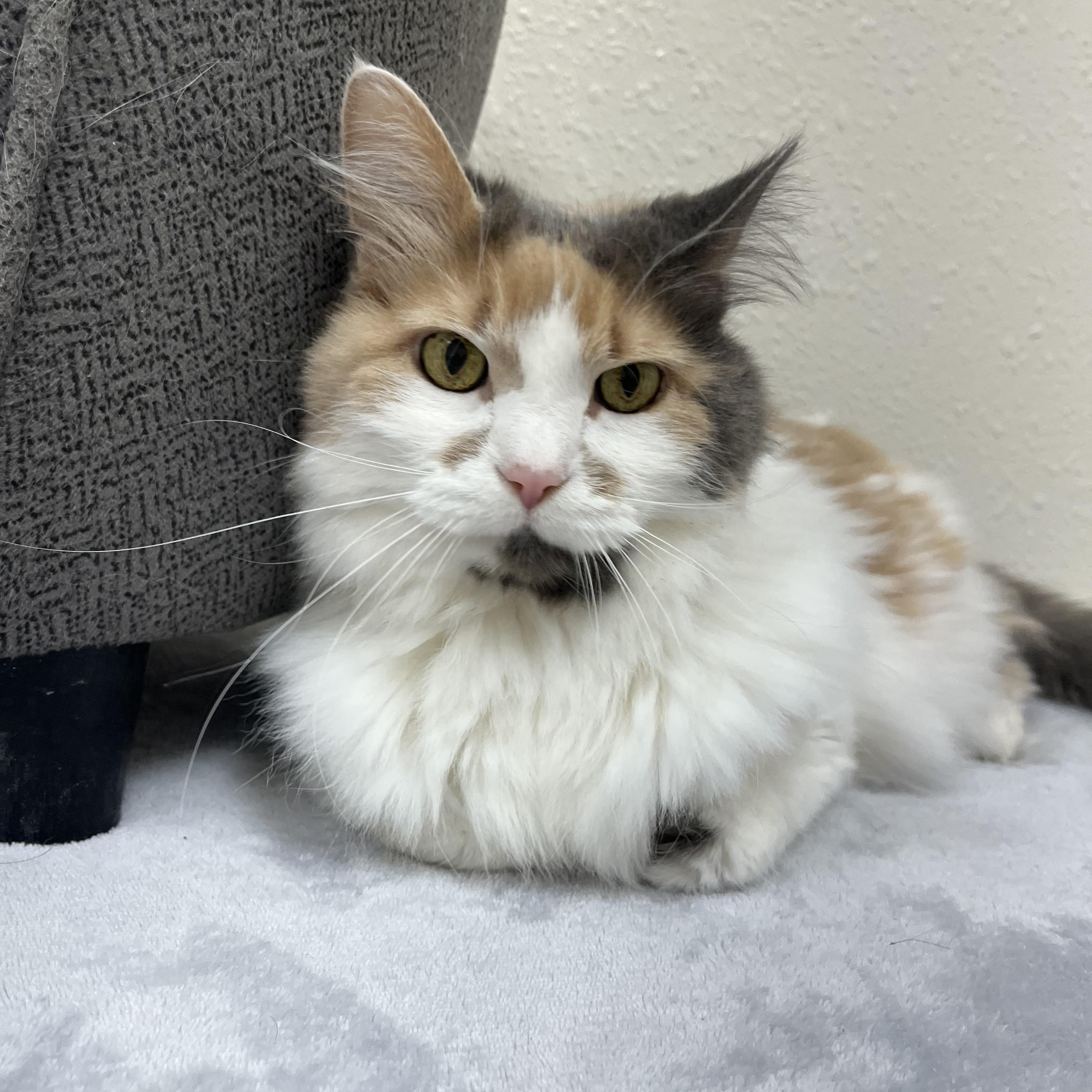 Enlarge Eloise, a Adoptable Domestic Long Hair in Red Wing, MN image 2/5