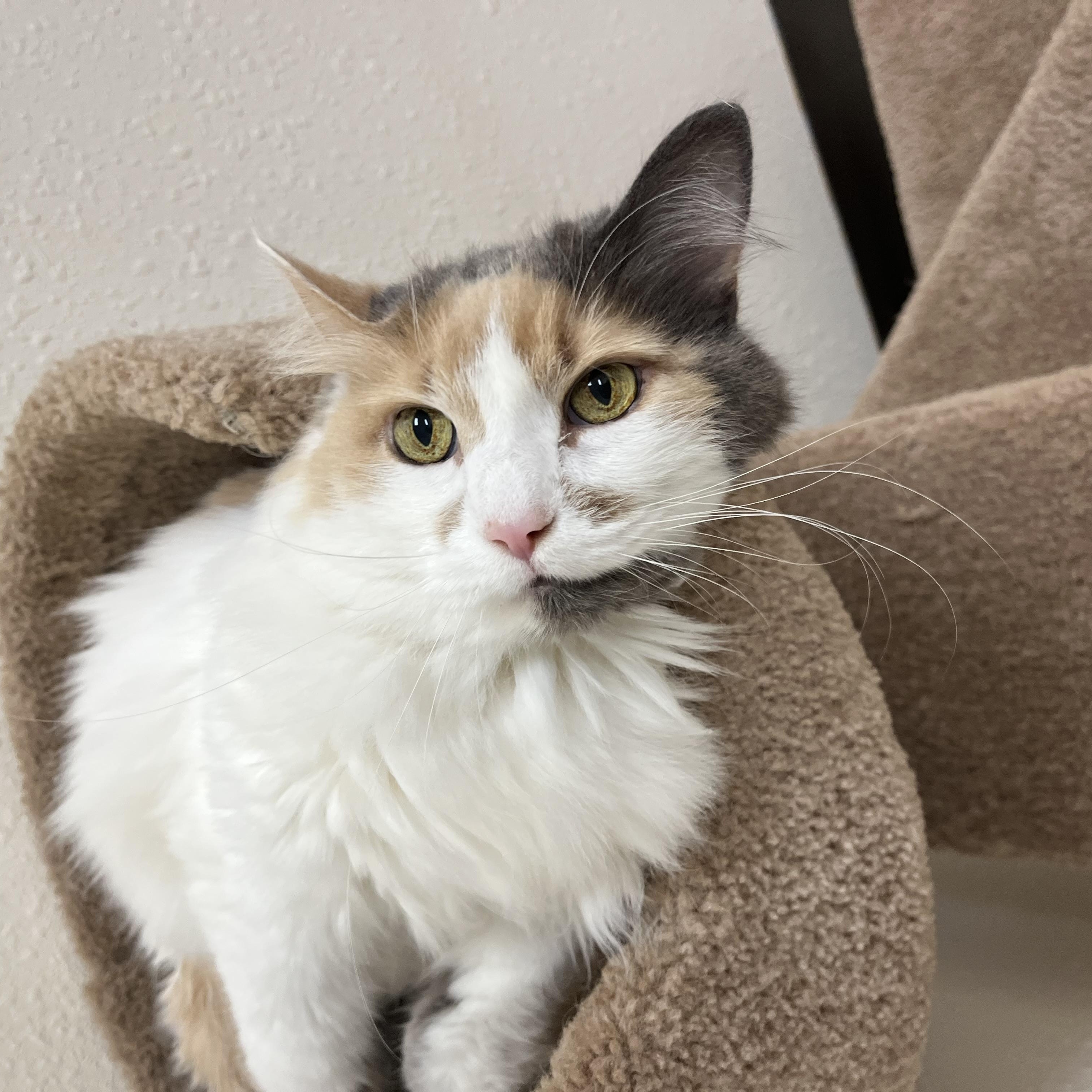 Enlarge Eloise, a Adoptable Domestic Long Hair in Red Wing, MN image 5/5