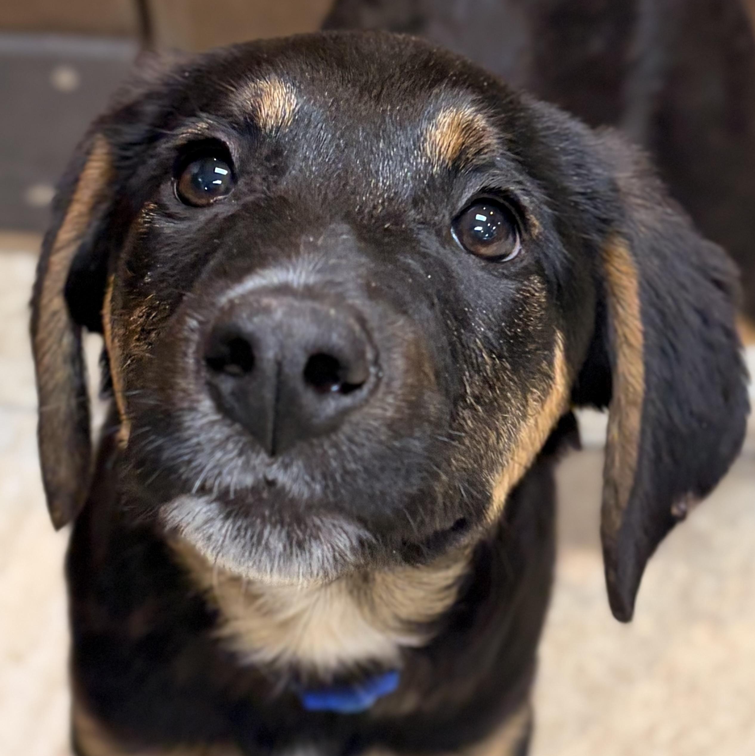 Reeses, Adoptable, Puppy Male Hound.