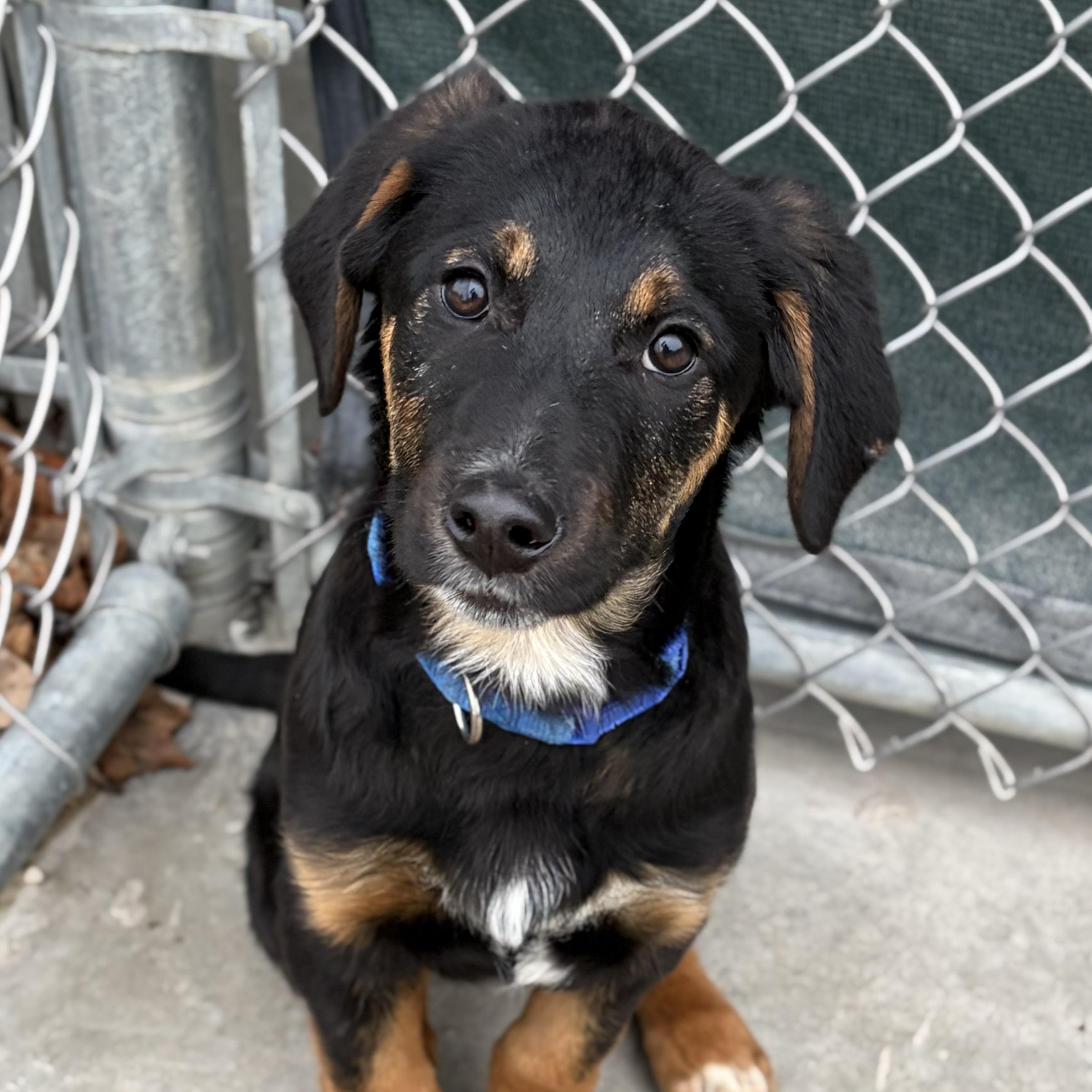 Enlarge Reeses, a Adoptable mixed breed in Jefferson, WI image 3/4