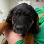 Enlarge Reeses, a Adoptable mixed breed in Jefferson, WI image 4/4