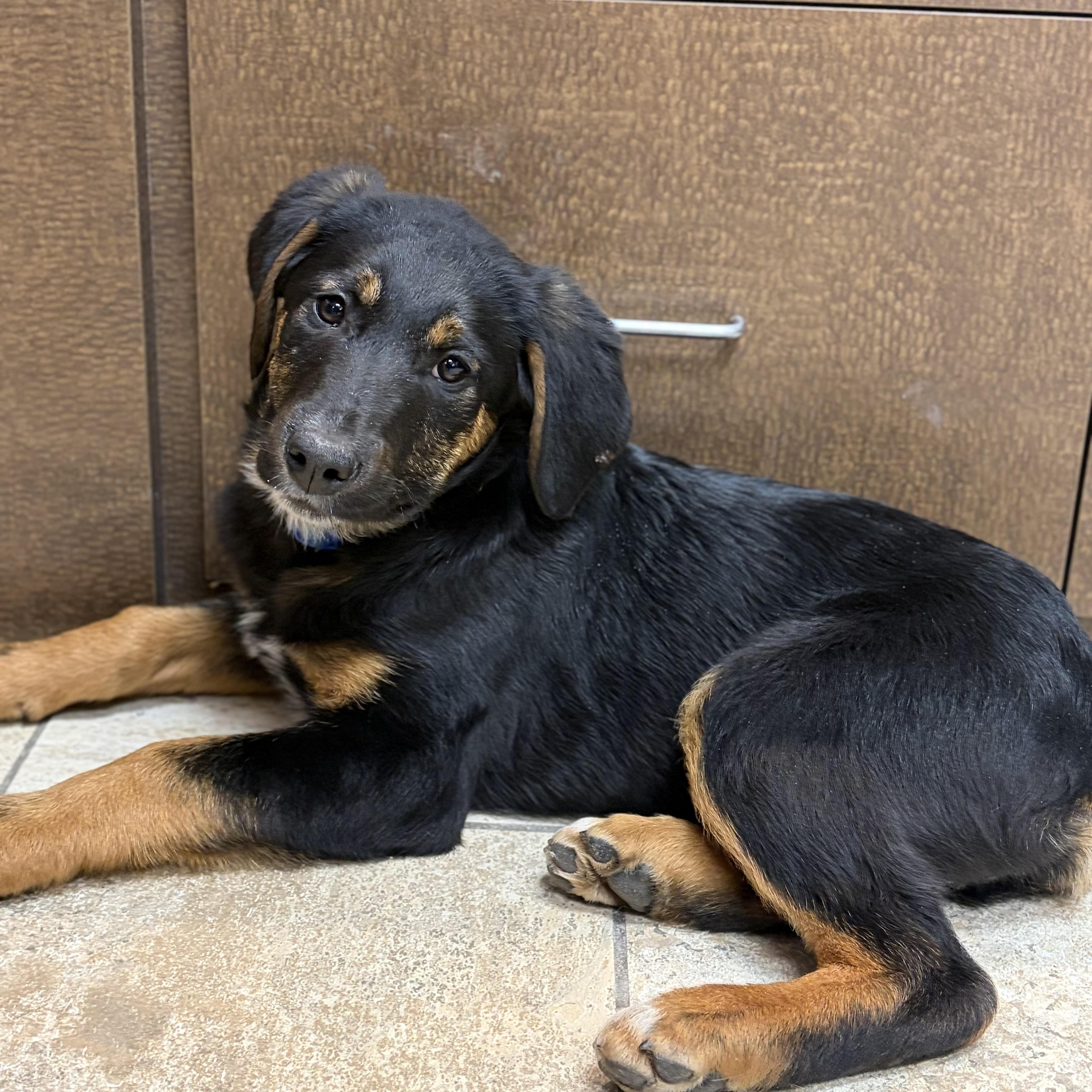 Enlarge Reeses, a Adoptable mixed breed in Jefferson, WI image 2/4