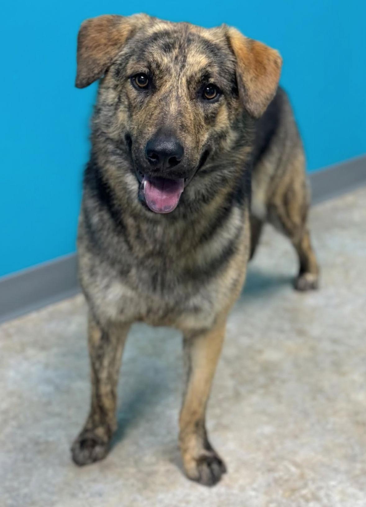 Luna, a Adoptable mixed breed in Grafton, WI image 1/3