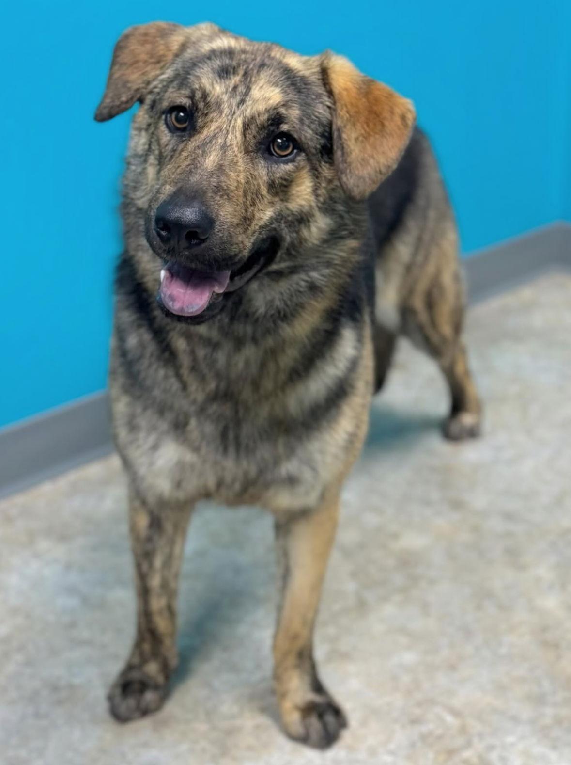 Luna, Adoptable, Young Female Shepherd & Plott Hound.