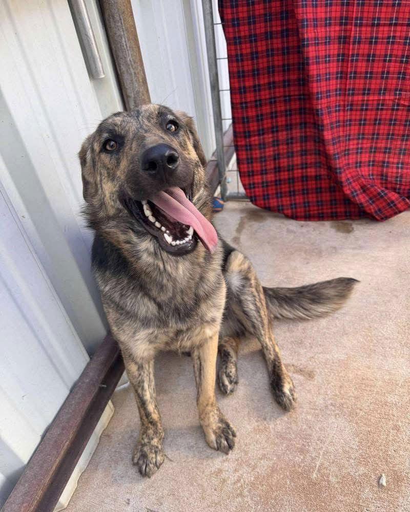 Luna, a Adoptable mixed breed in Grafton, WI image 3/3