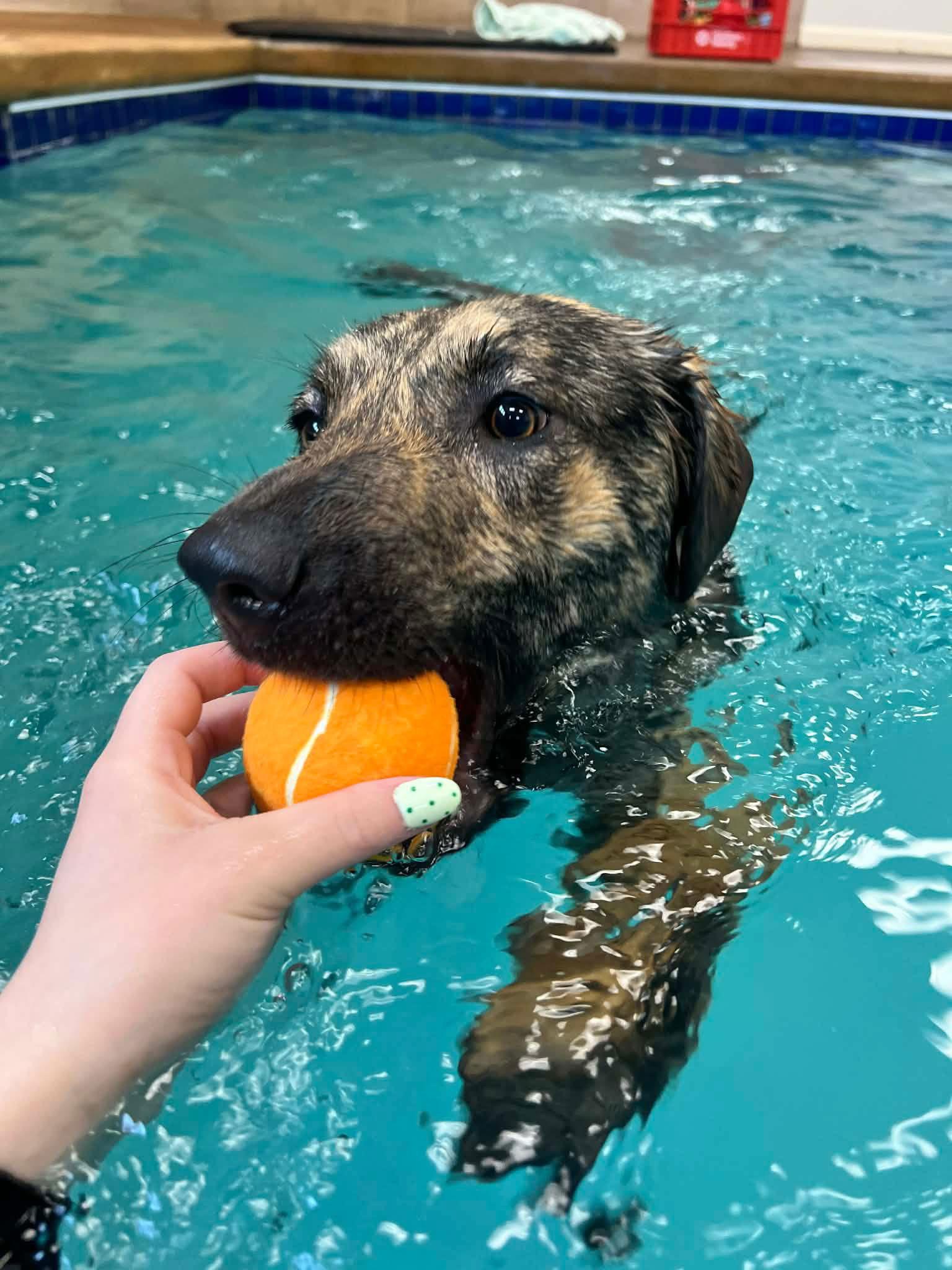 Enlarge Luna, a Adoptable mixed breed in Grafton, WI image 2/3