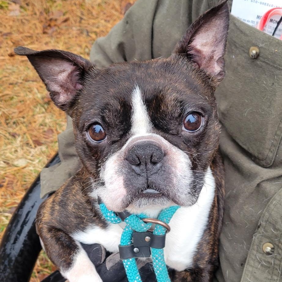 Enlarge Sam Adams, an adopted Boston Terrier in farmingdale, NJ image 1/1