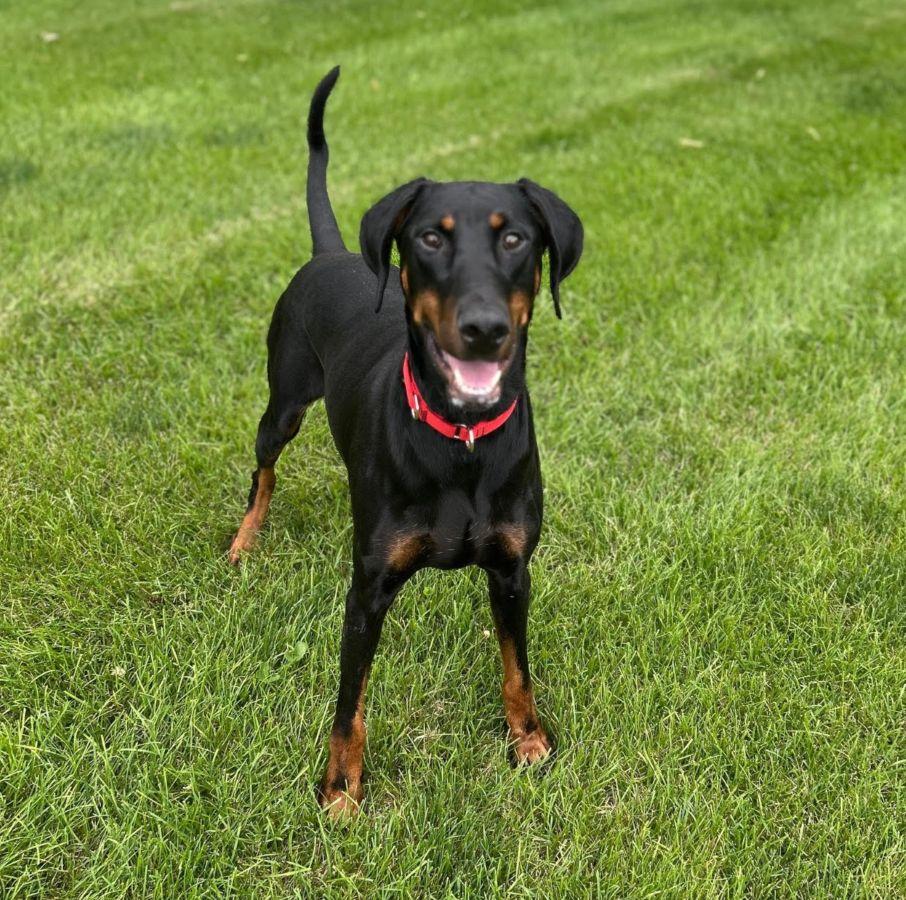 Monique, a ADOPTABLE Doberman Pinscher in Barrington, IL image 3/4