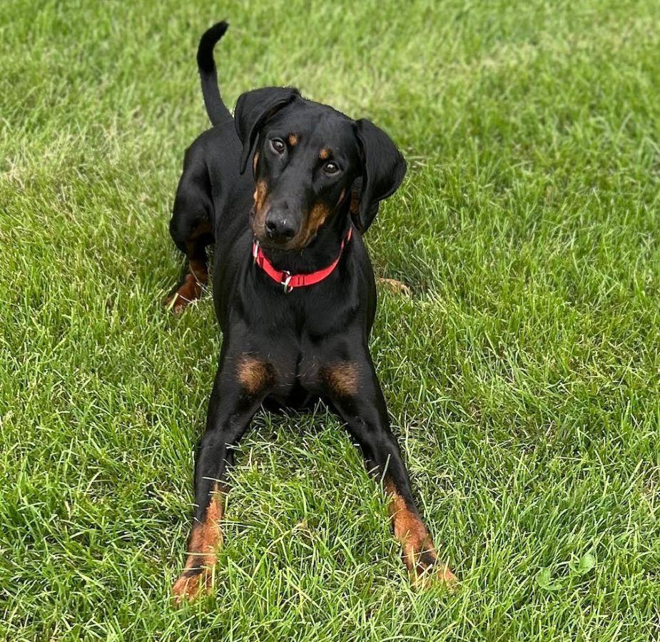 Monique, a ADOPTABLE Doberman Pinscher in Barrington, IL image 1/4
