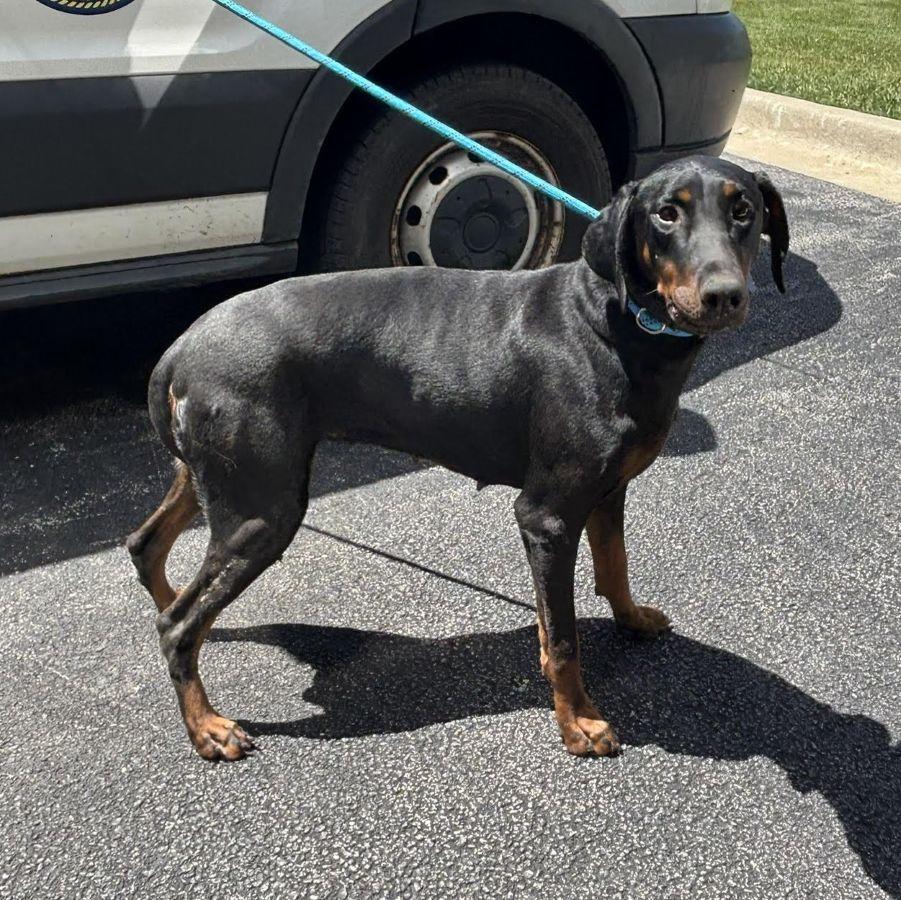 Monique, a ADOPTABLE Doberman Pinscher in Barrington, IL image 4/4