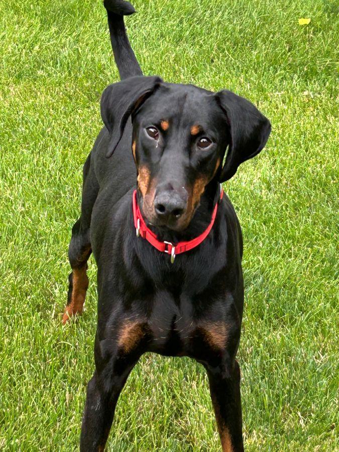 Monique, a ADOPTABLE Doberman Pinscher in Barrington, IL image 2/4