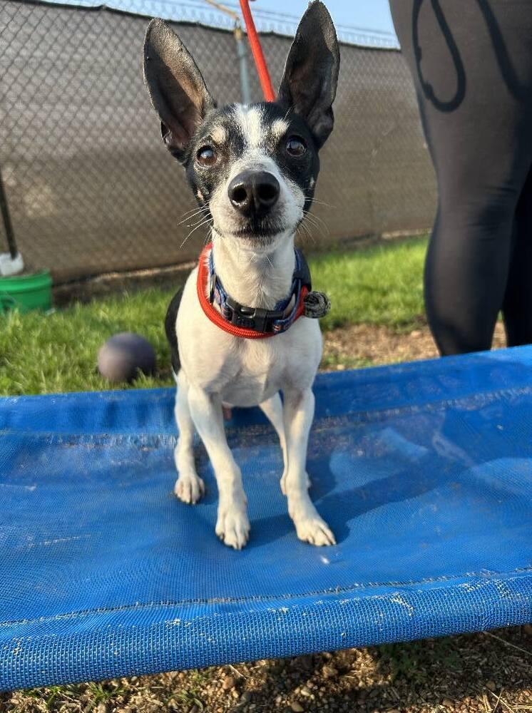 Dante, a Adoptable mixed breed in Mishawaka, IN image 1/6