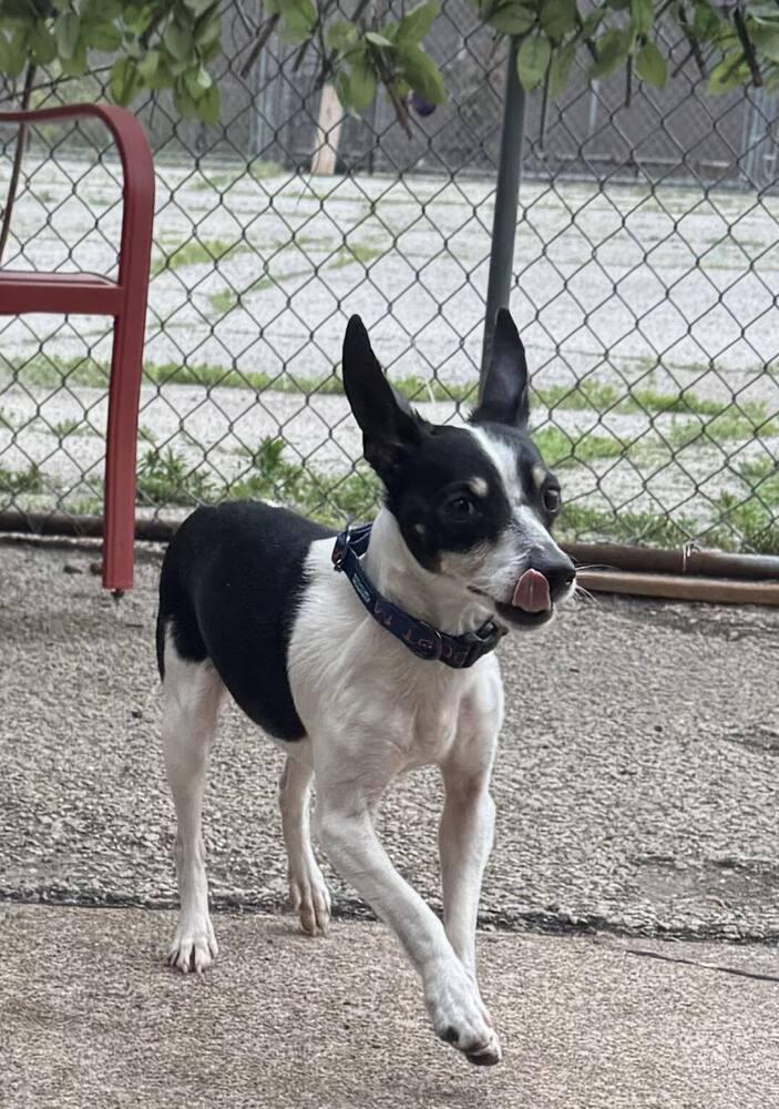 Dante, a Adoptable mixed breed in Mishawaka, IN image 2/6