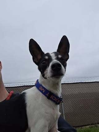 Dante, a Adoptable mixed breed in Mishawaka, IN image 3/6