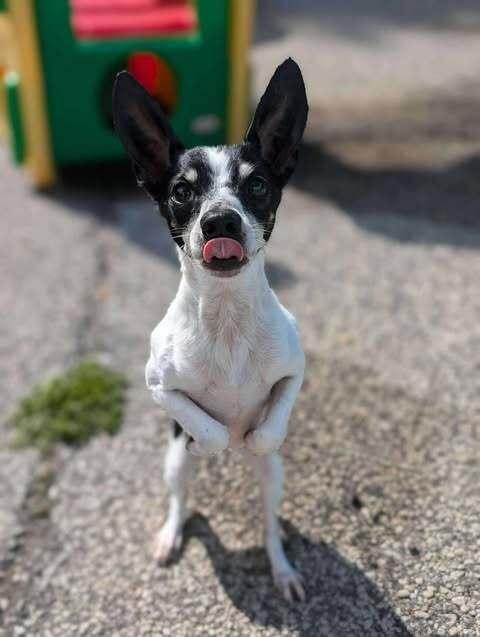 Dante, a Adoptable mixed breed in Mishawaka, IN image 4/6