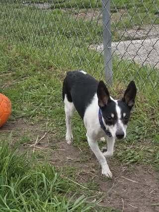Dante, a Adoptable mixed breed in Mishawaka, IN image 5/6