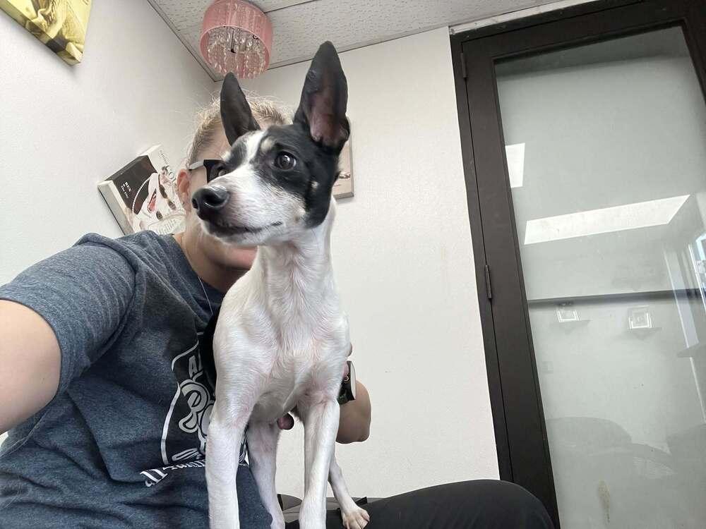 Dante, a Adoptable mixed breed in Mishawaka, IN image 6/6