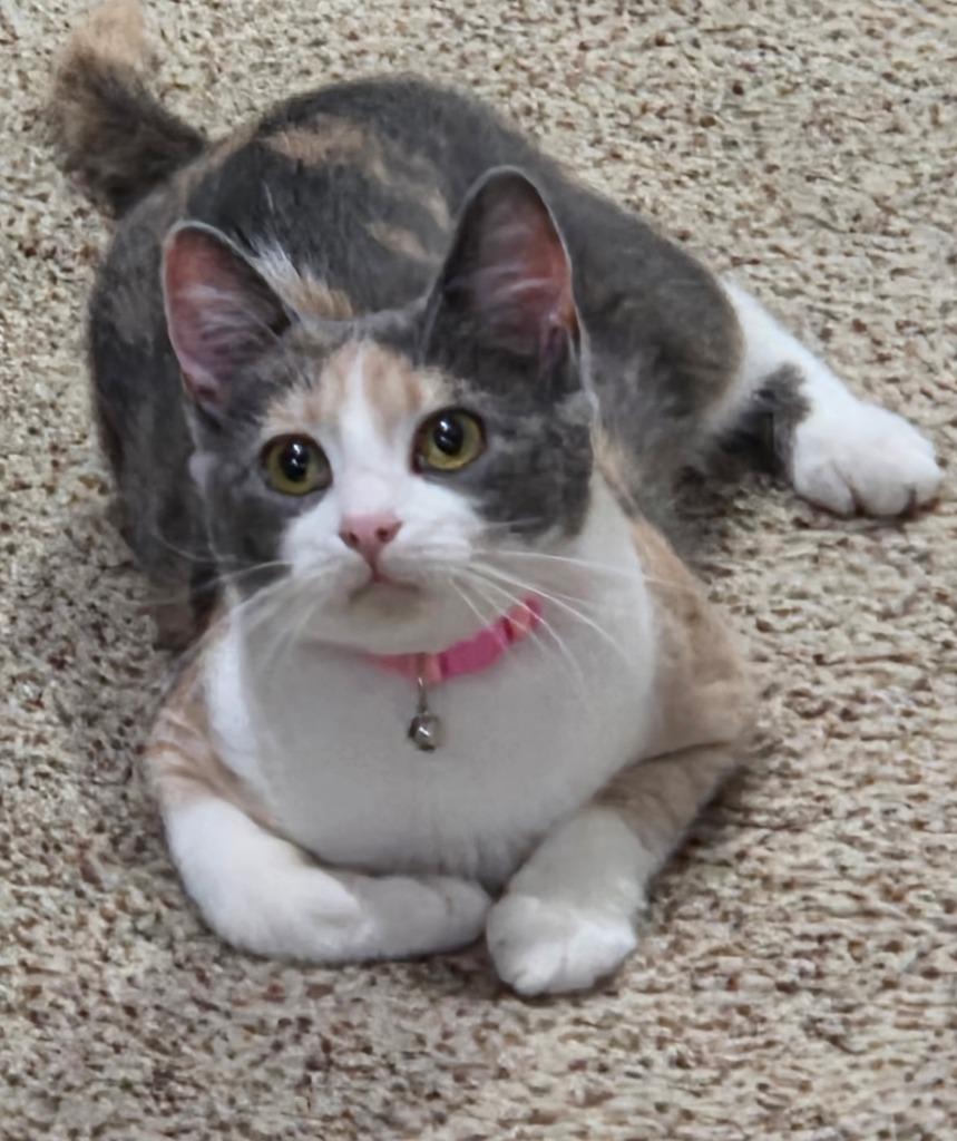 Nea, Adoptable, Young Female Domestic Short Hair.