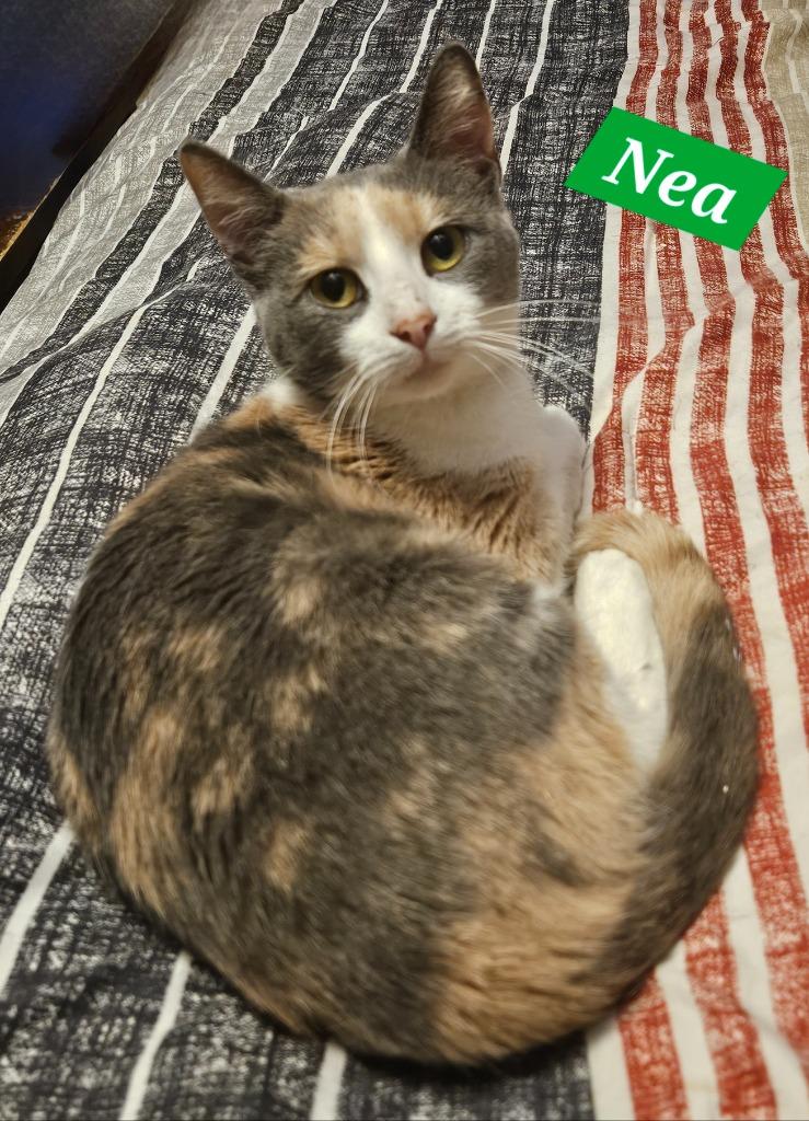 Nea, Adoptable, Young Female Domestic Short Hair.