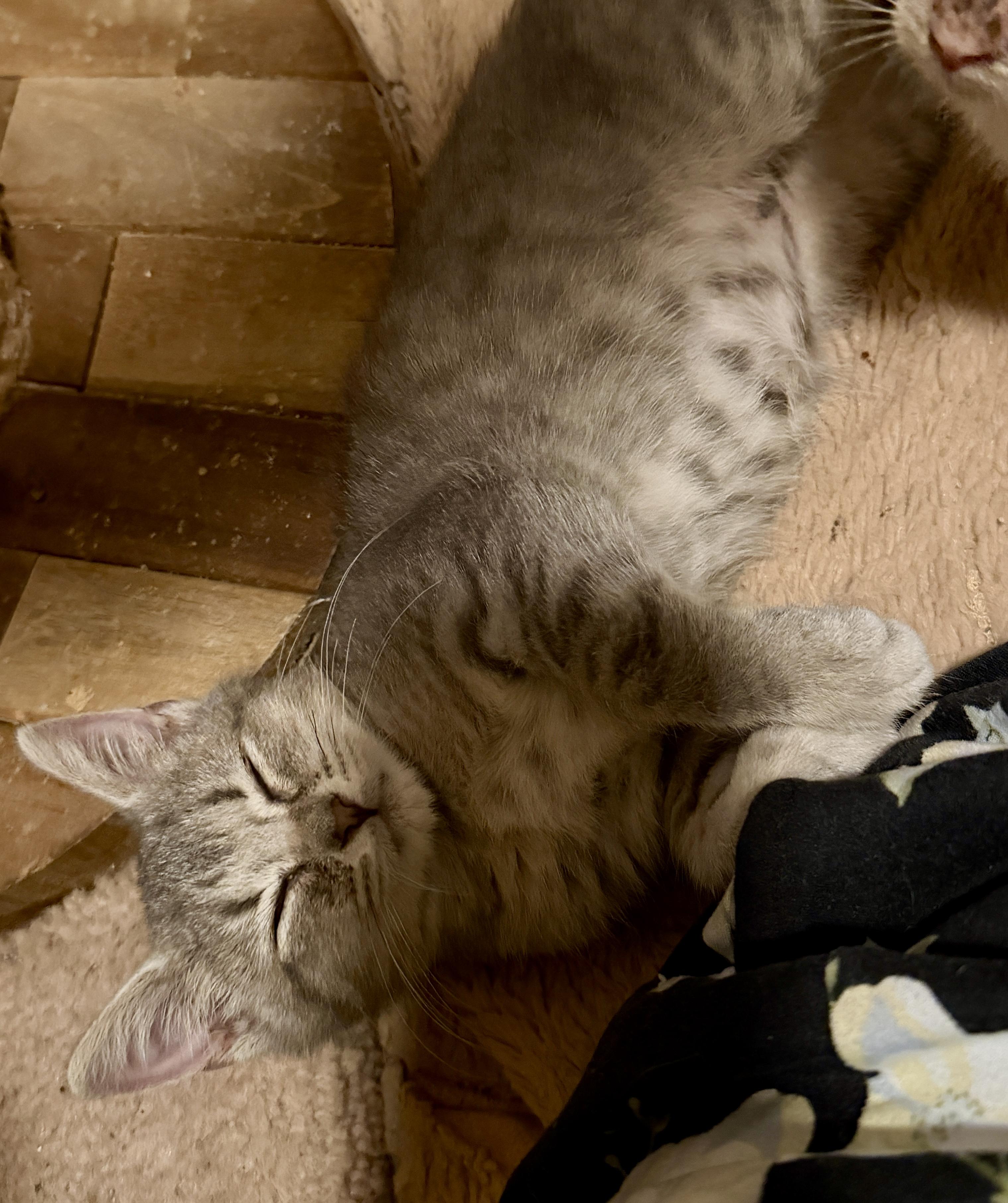 Enlarge Nimbus, a Adopted Domestic Short Hair in East Hanover, NJ image 3/3