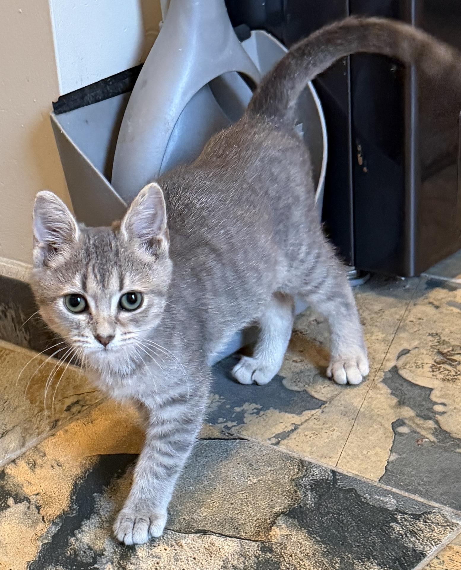 Nimbus, Adopted, Kitten Male Domestic Short Hair.