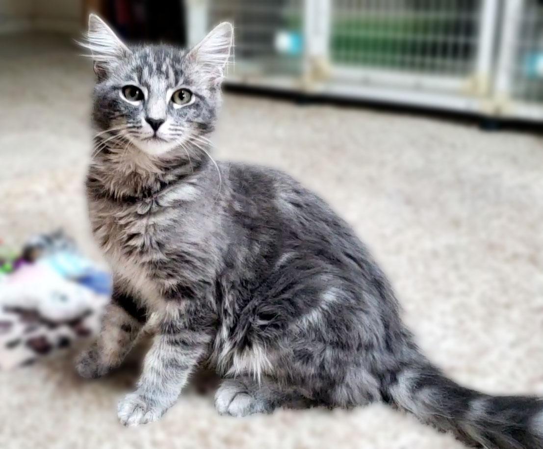 Enlarge Teddy Bear, a ADOPTABLE mixed breed in Davis, CA image 1/3