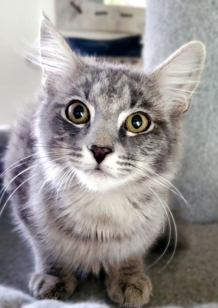 Enlarge Teddy Bear, a ADOPTABLE mixed breed in Davis, CA image 3/3