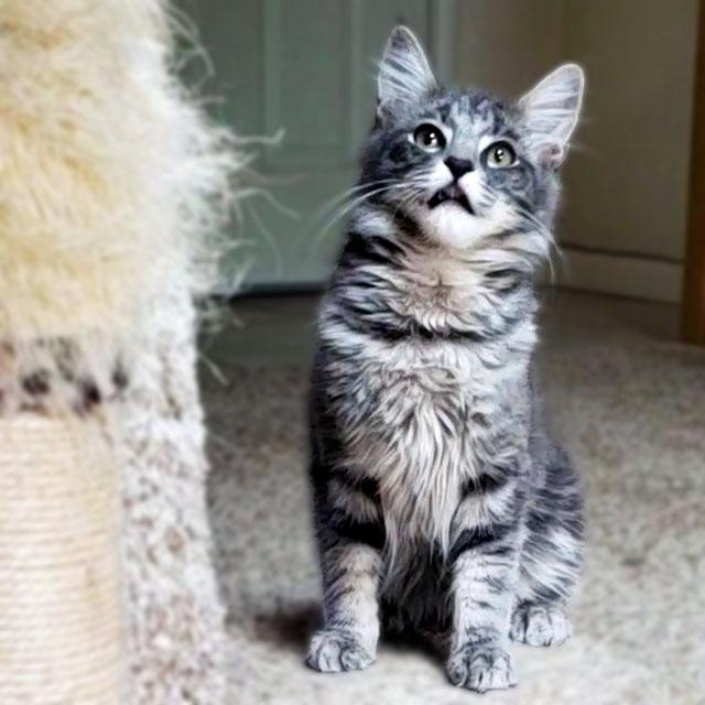 Enlarge Teddy Bear, a ADOPTABLE mixed breed in Davis, CA image 2/3