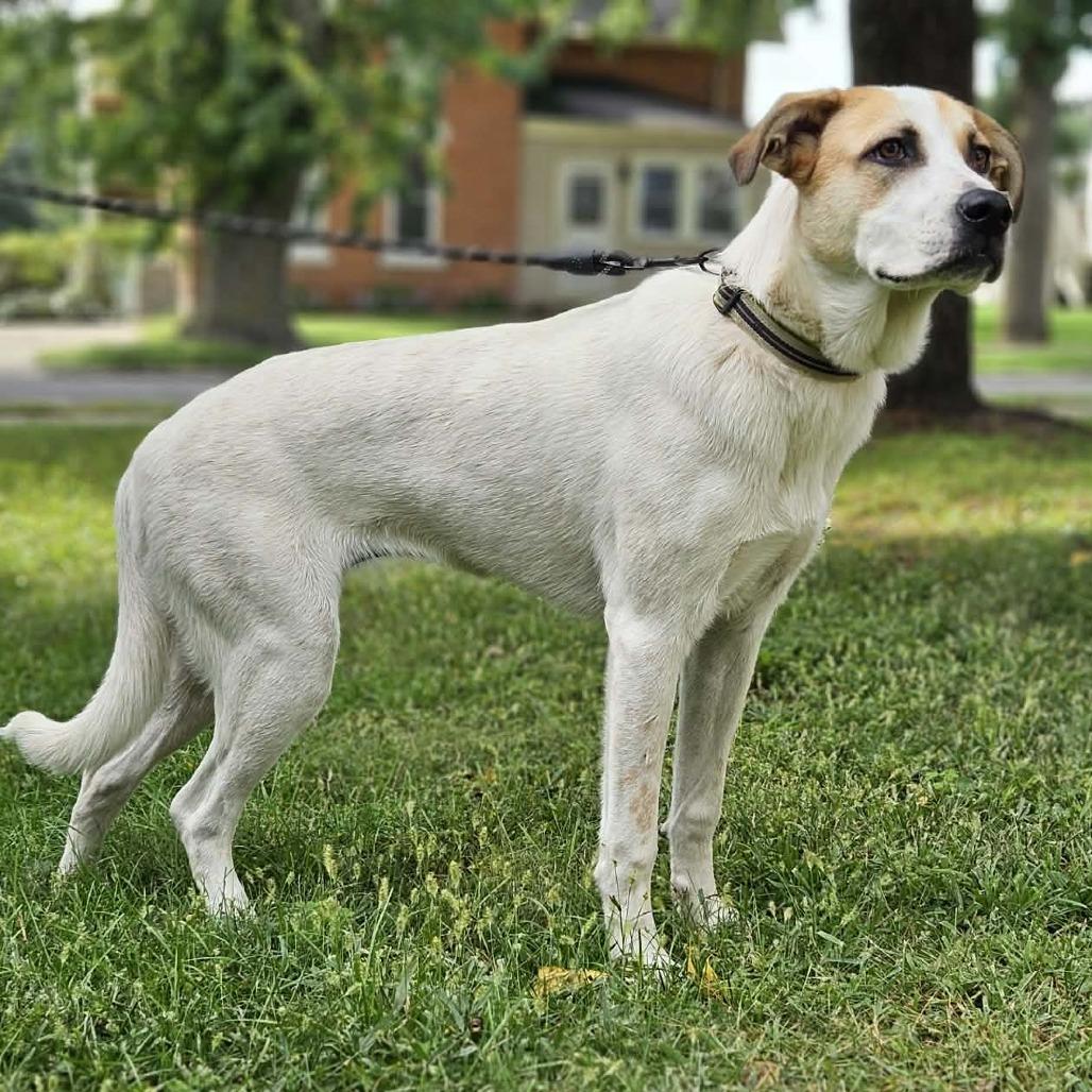 Darcy, Adoptable, Young Female Mixed Breed.