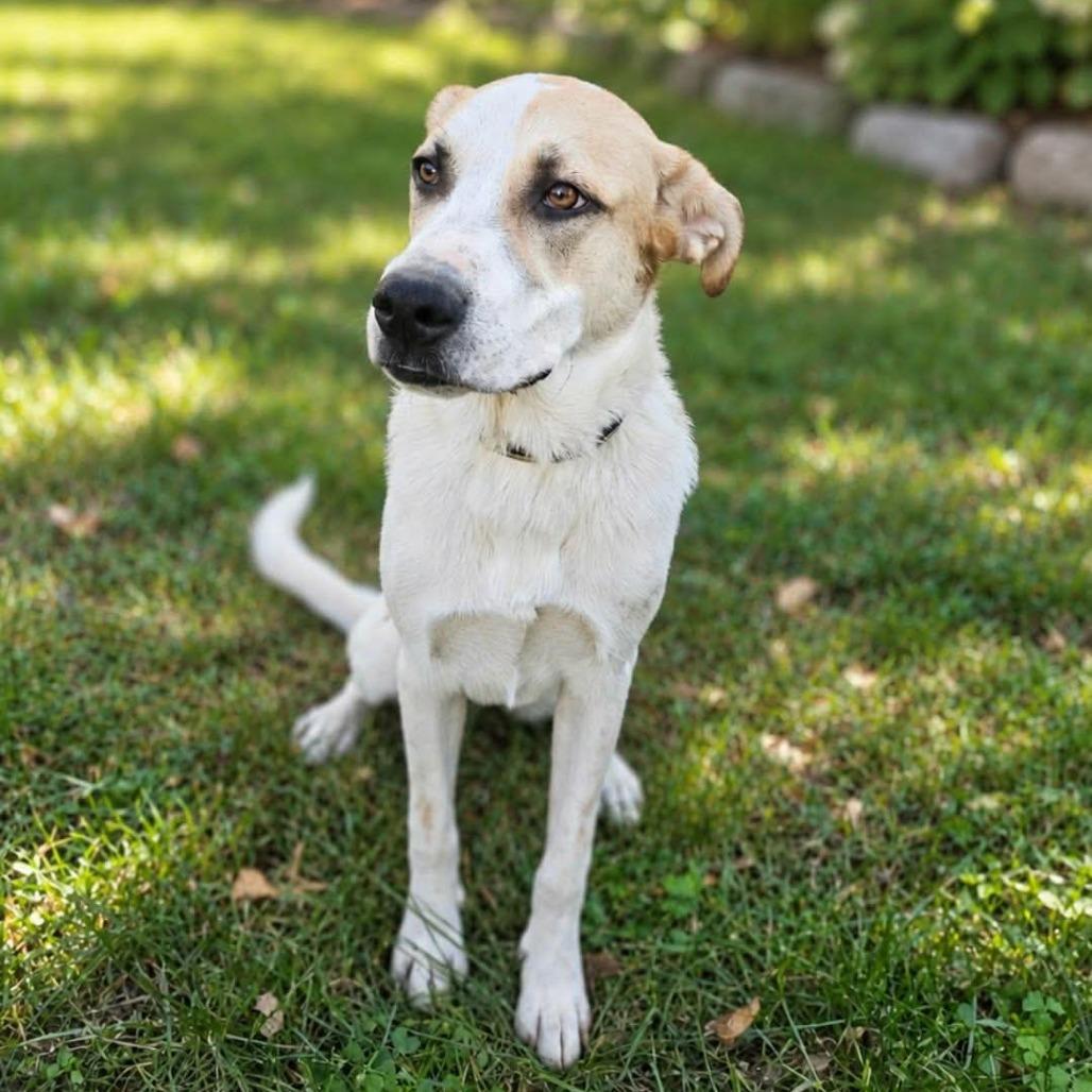Enlarge Darcy, a Adoptable Mixed Breed in Alma, WI image 3/6