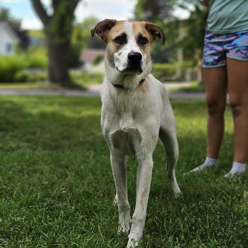 Darcy, Adoptable, Young Female Mixed Breed.