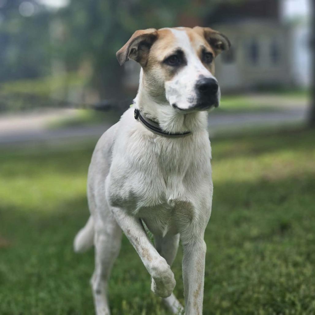 Enlarge Darcy, a Adoptable Mixed Breed in Alma, WI image 4/6