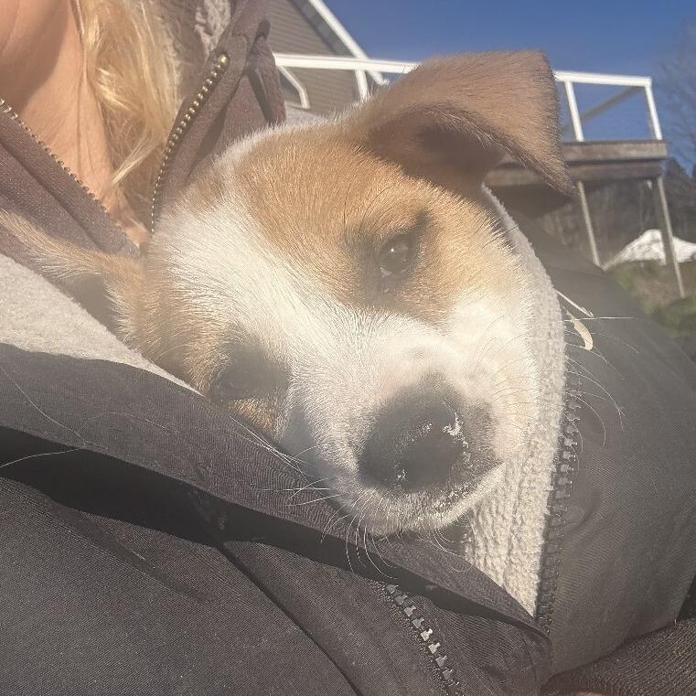 Enlarge Darcy, a Adoptable Mixed Breed in Alma, WI image 5/6