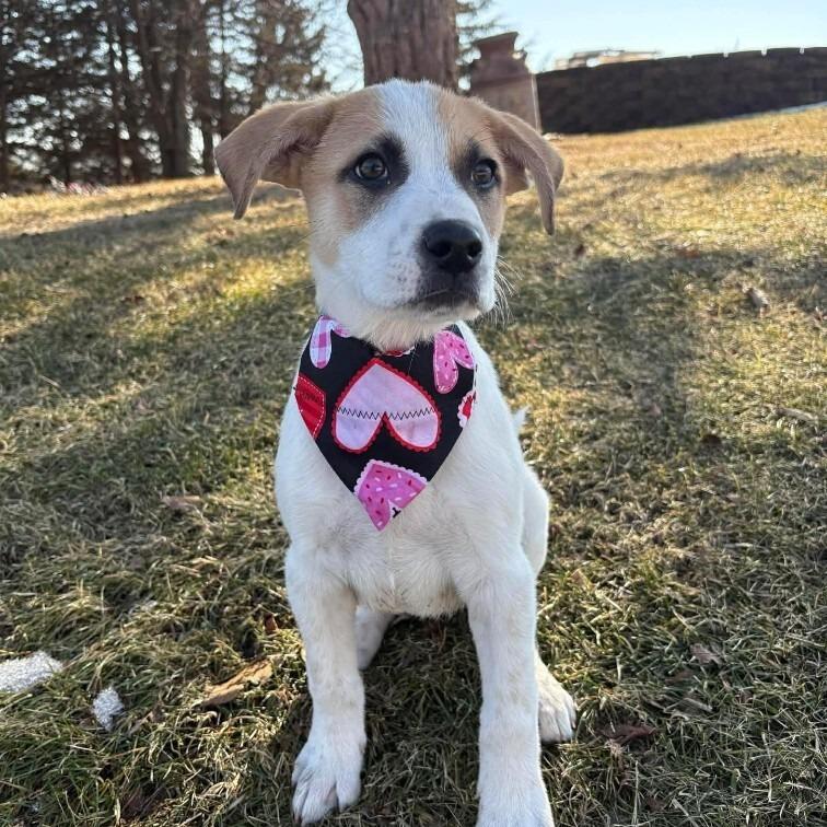 Enlarge Darcy, a Adoptable Mixed Breed in Alma, WI image 6/6