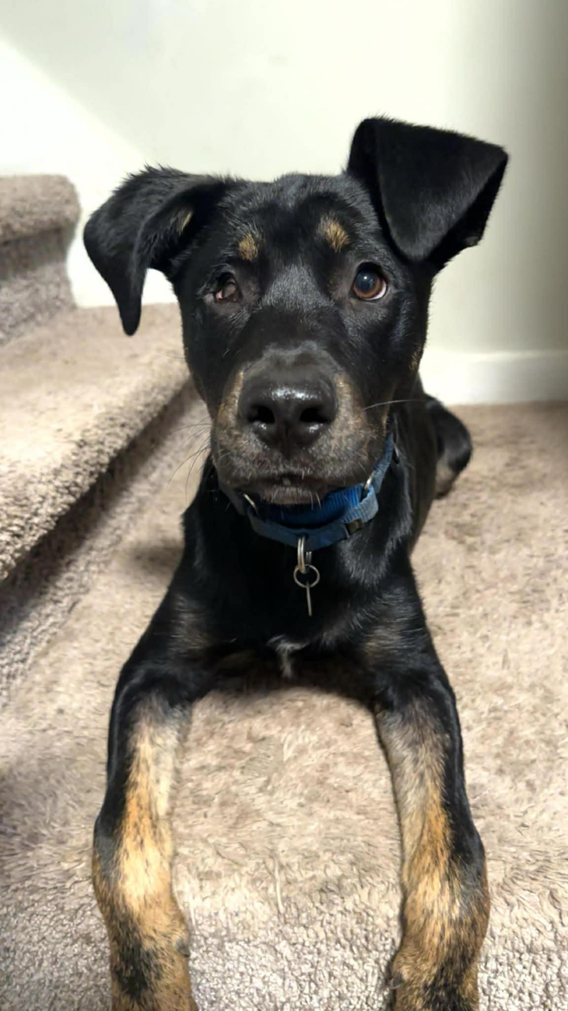 Rocky, ADOPTABLE, Puppy Male Shepherd & Terrier.