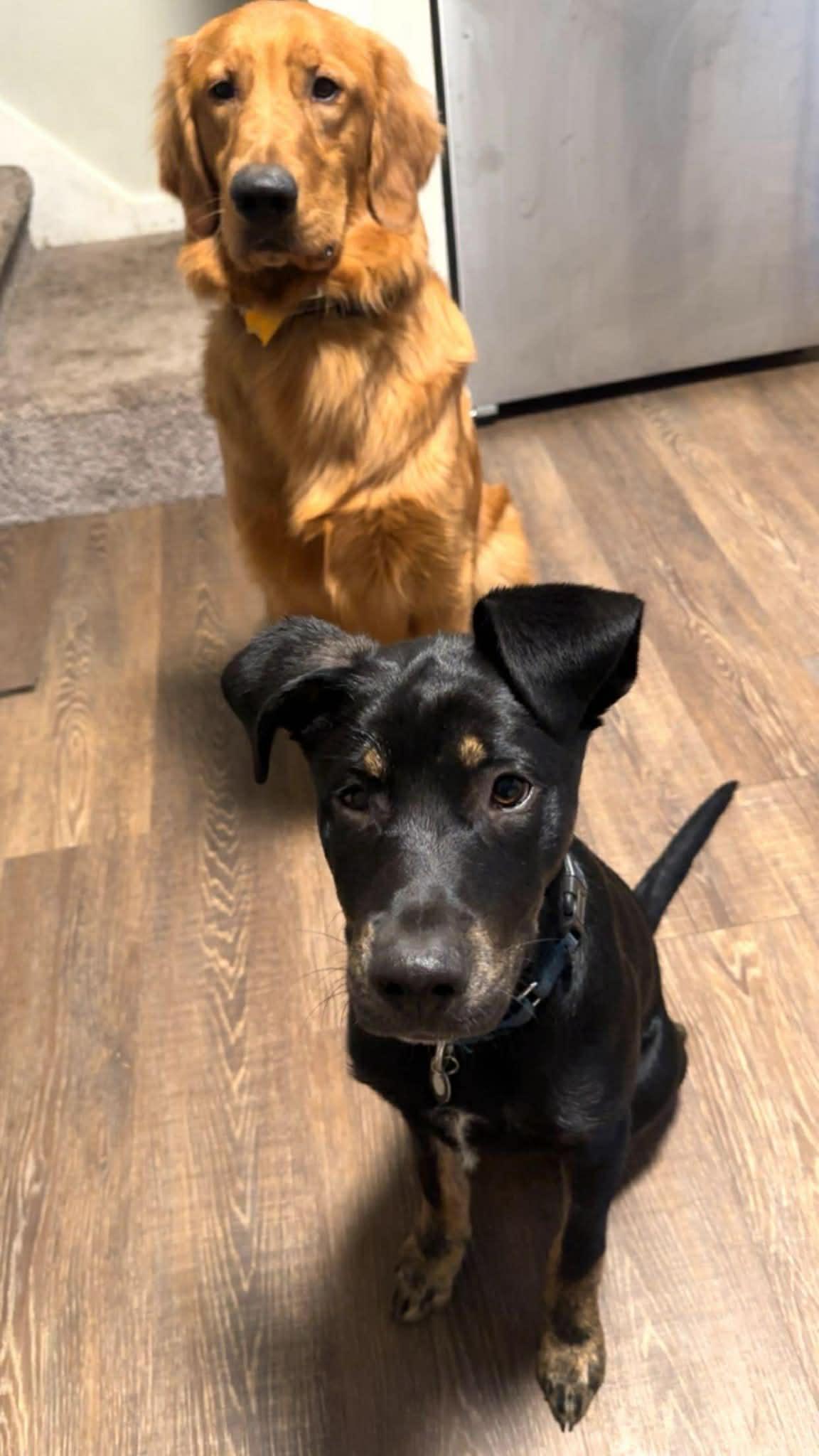 Enlarge Rocky, a ADOPTABLE mixed breed in Grand Rapids, MI image 2/6