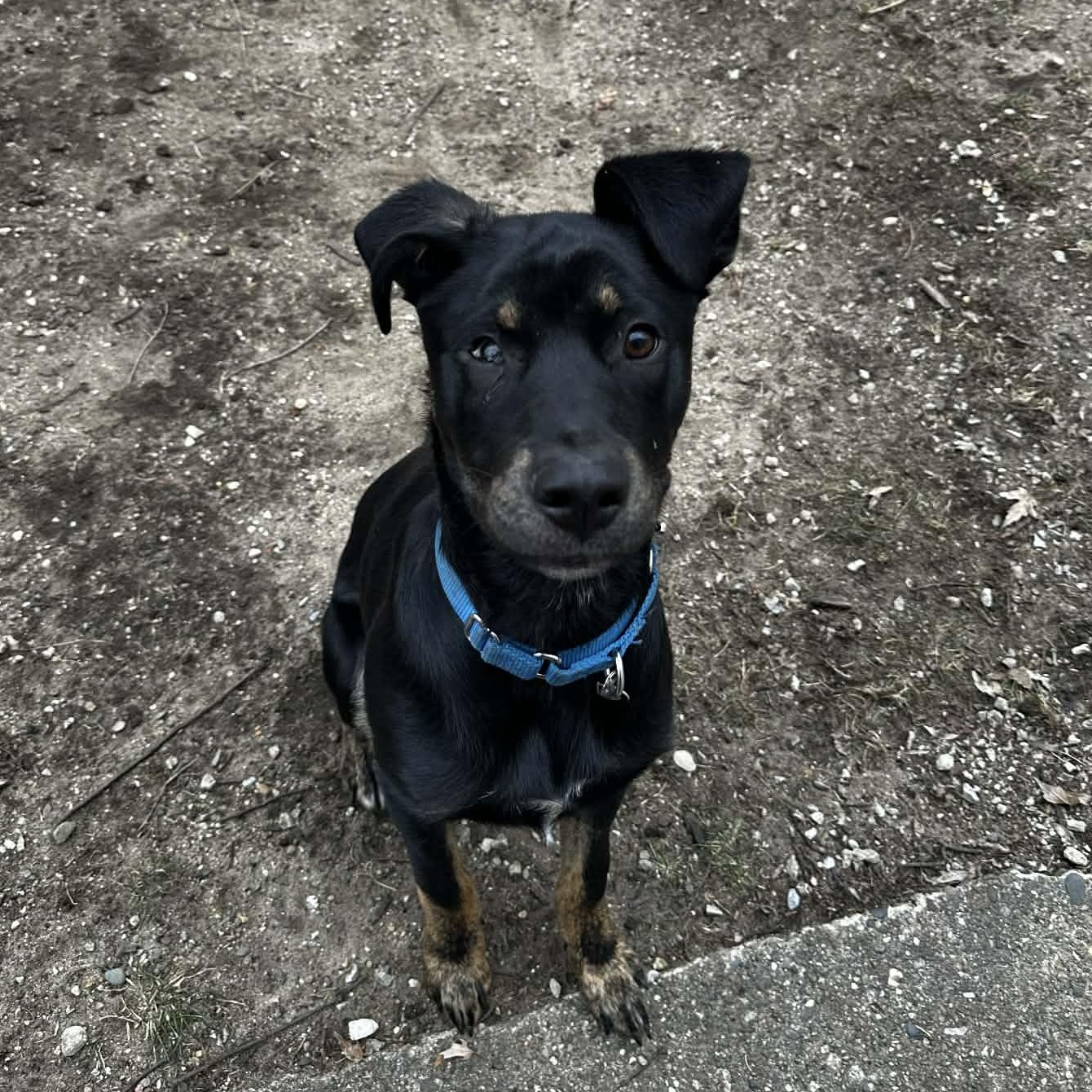 Enlarge Rocky, a ADOPTABLE mixed breed in Grand Rapids, MI image 4/6