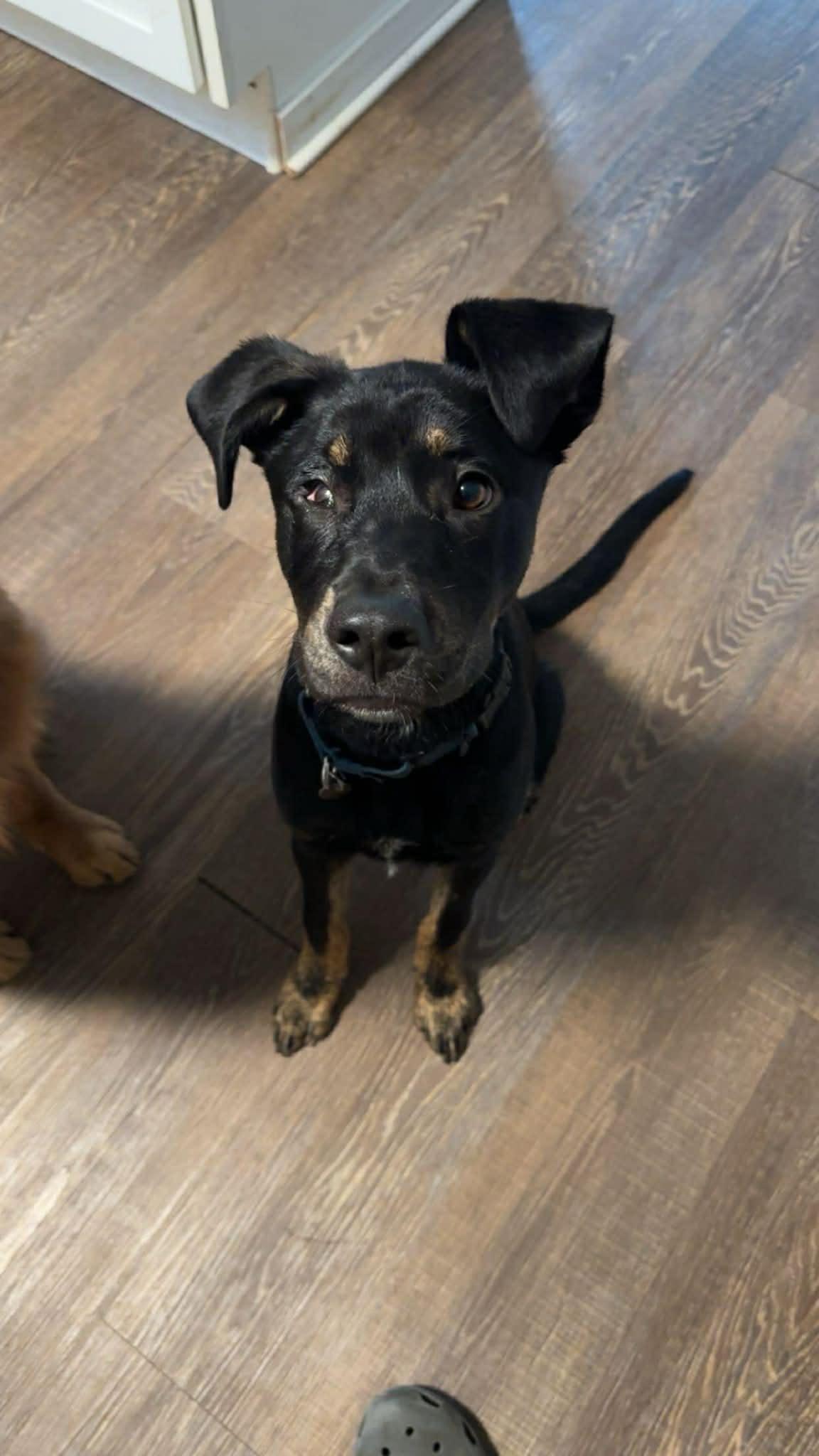 Enlarge Rocky, a ADOPTABLE mixed breed in Grand Rapids, MI image 5/6