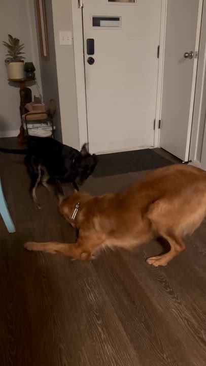 Enlarge Rocky, a ADOPTABLE mixed breed in Grand Rapids, MI video 6/6