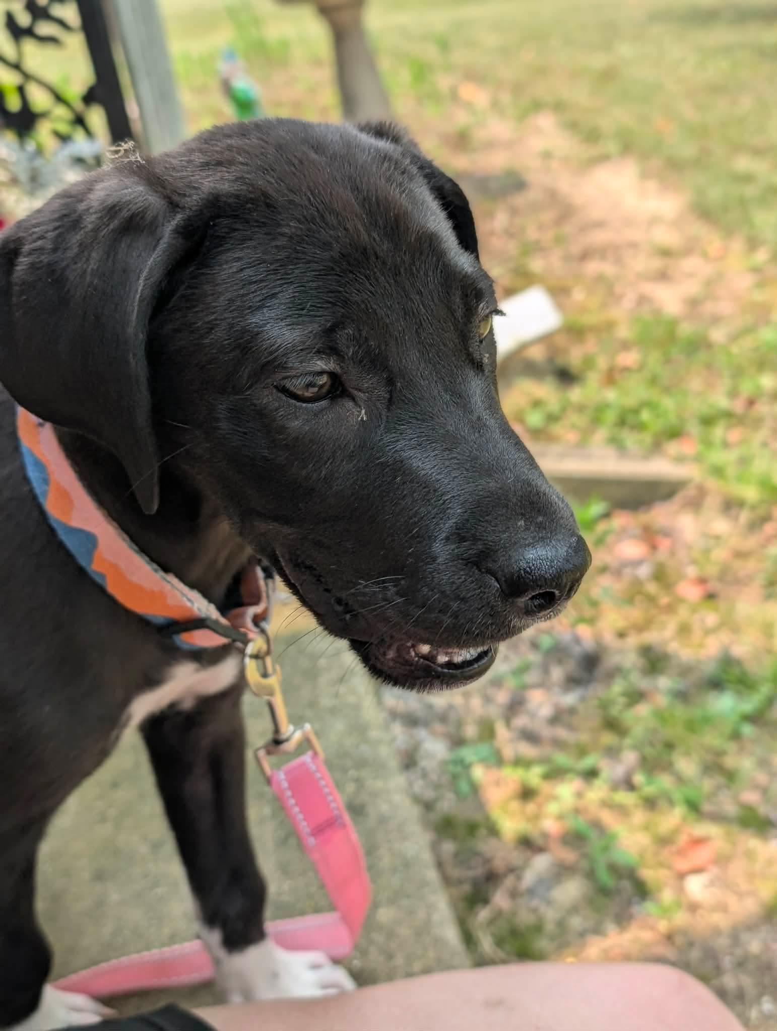 Enlarge Athena, a Adopted mixed breed in Chambersburg, PA image 1/3