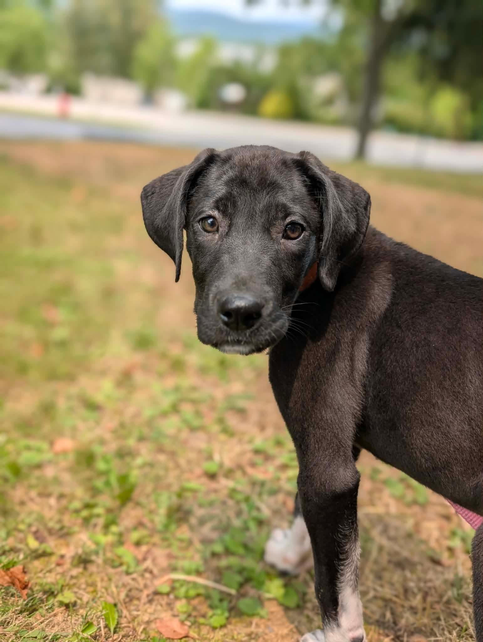 Enlarge Athena, a Adopted mixed breed in Chambersburg, PA image 2/3