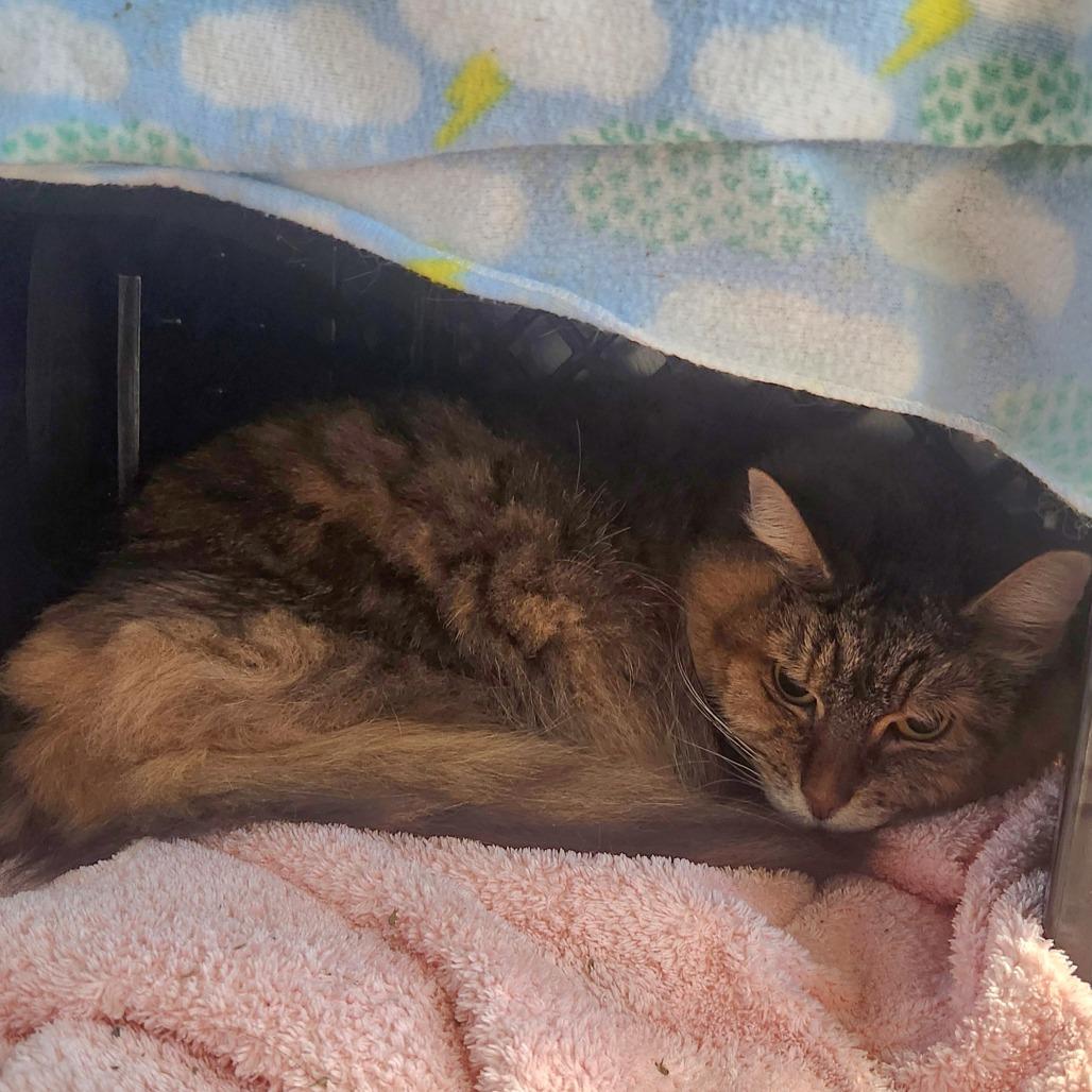 Dazy, Adoptable, Senior Female Domestic Long Hair.