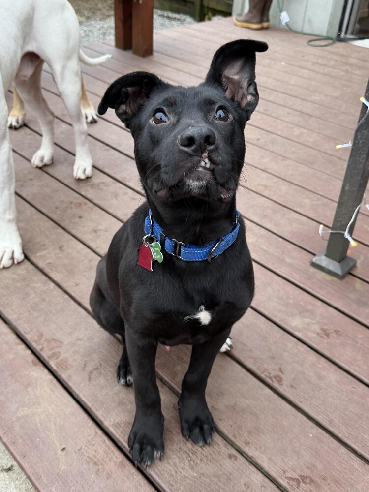 Enlarge Joaquin, a Adoptable mixed breed in Gig Harbor, WA image 3/6