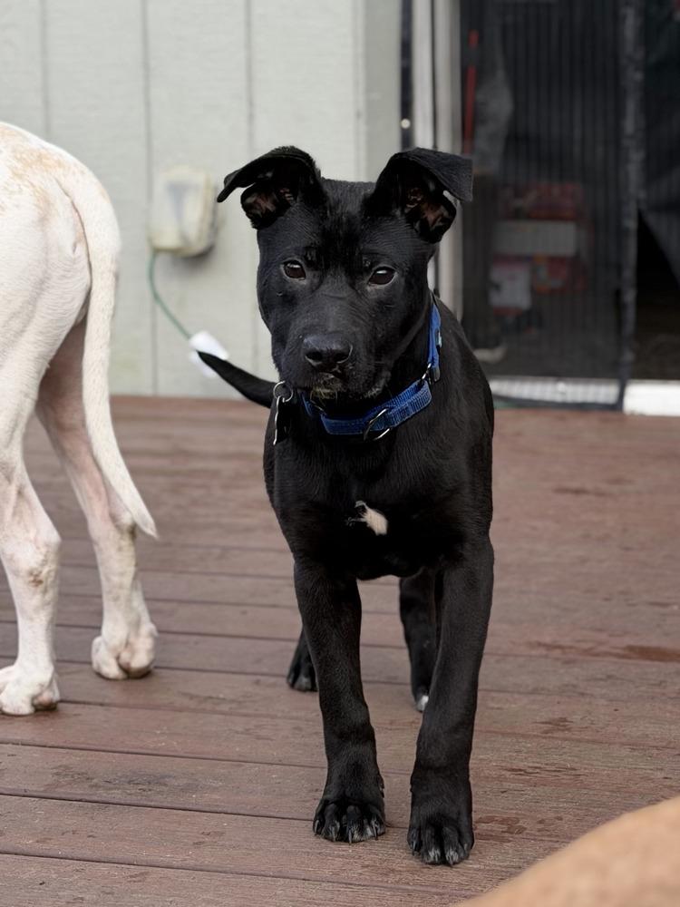 Enlarge Joaquin, a Adoptable mixed breed in Gig Harbor, WA image 4/6