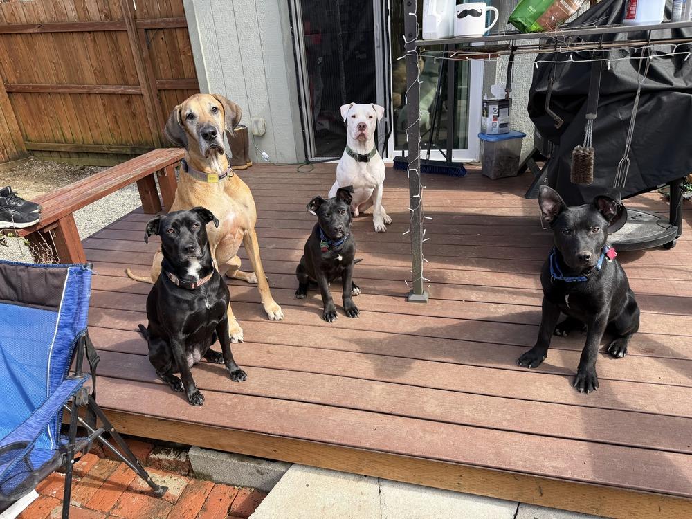 Enlarge Joaquin, a Adoptable mixed breed in Gig Harbor, WA image 5/6