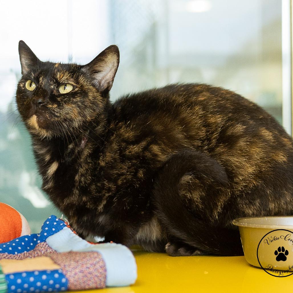Willow, Adoptable, Adult Female Domestic Short Hair.