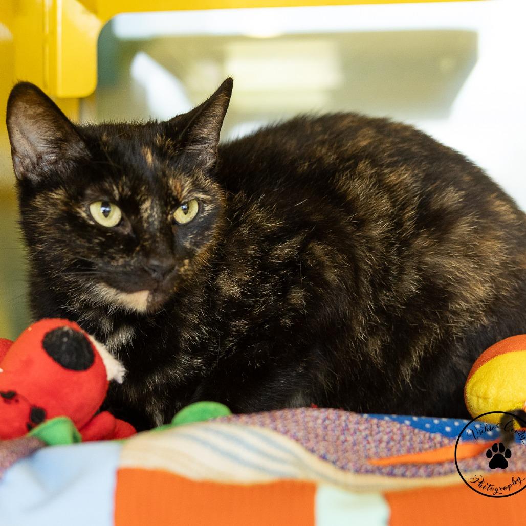 Enlarge Willow, a Adoptable Domestic Short Hair in Abilene, TX image 2/5